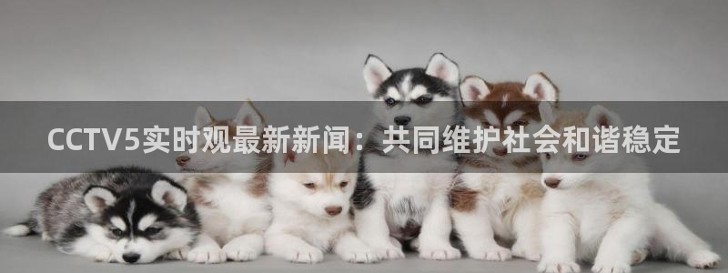 nba蜘蛛：CCTV5实时观最新新闻：共同维护社会和谐稳定